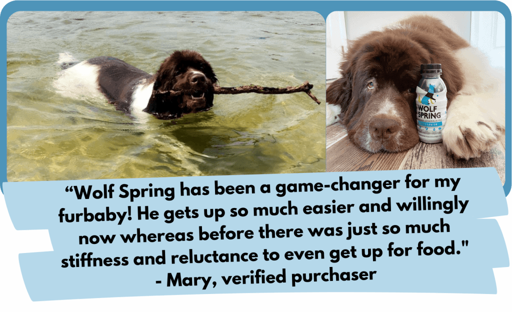 wolf spring for senior dogs, reviews