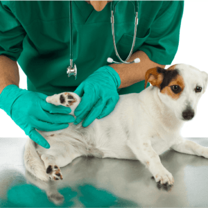 dog at vets, check up