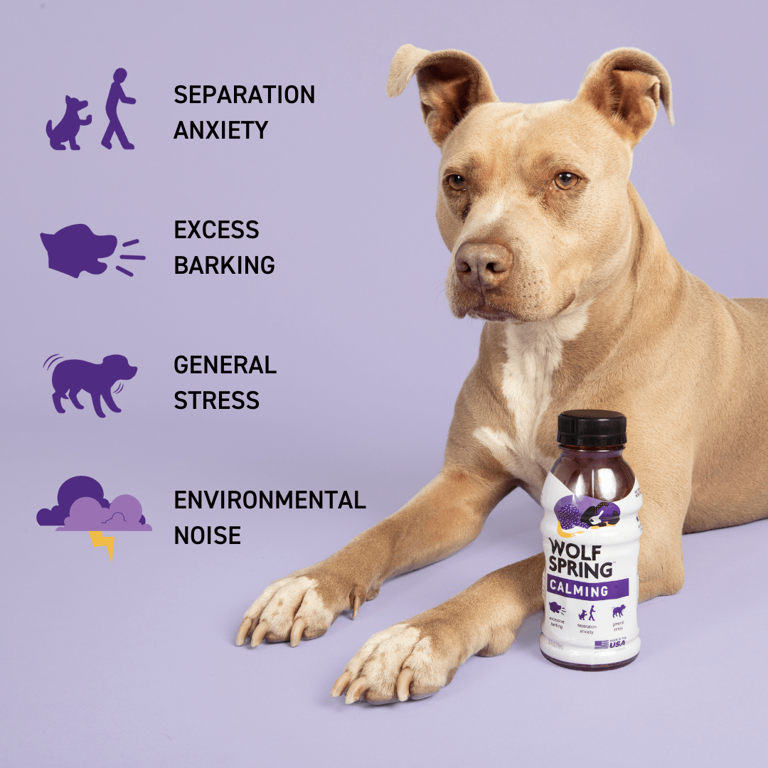8 Products to Help Ease Separation Anxiety in Dogs