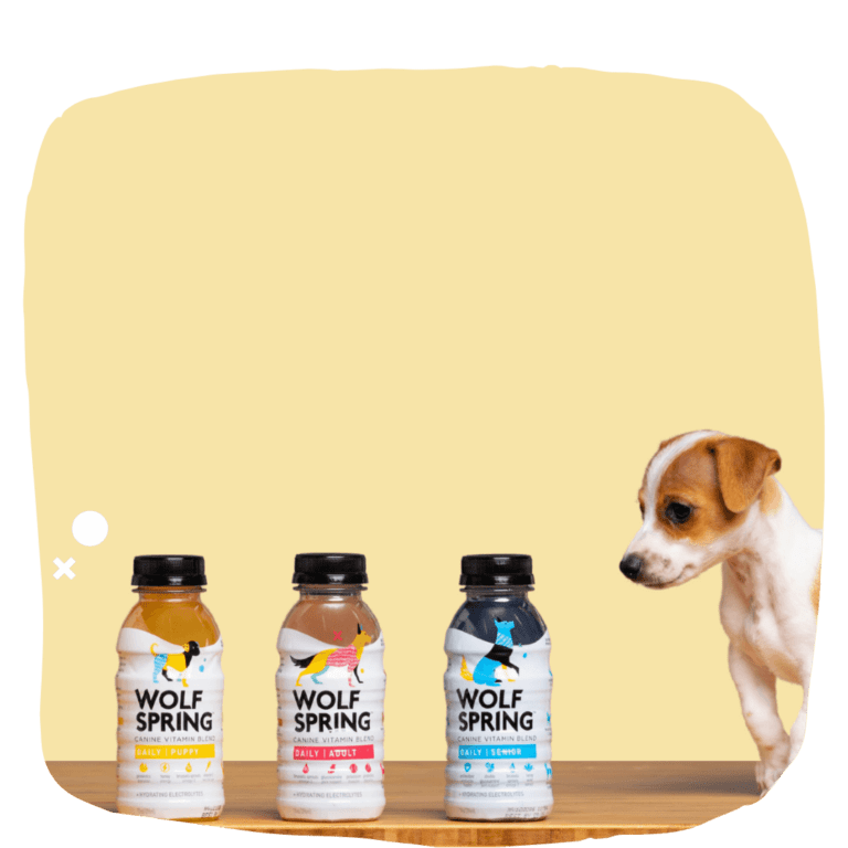 about dog vitamins, best dog supplements