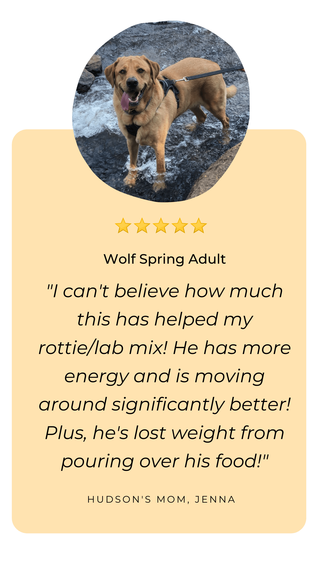 wolf spring - review - adult - dog food weight loss