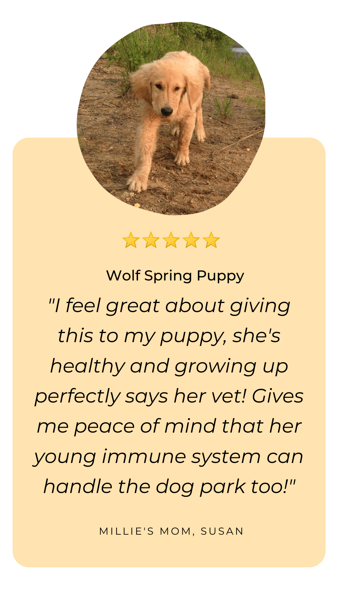 wol f spring - review - puppy -natural immune booster for dogs