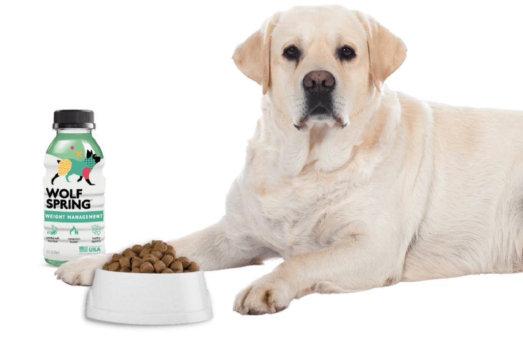 weight management - wolf spring - Labrador weight