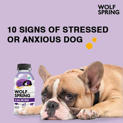 10 signs of dog being stressed or anxious