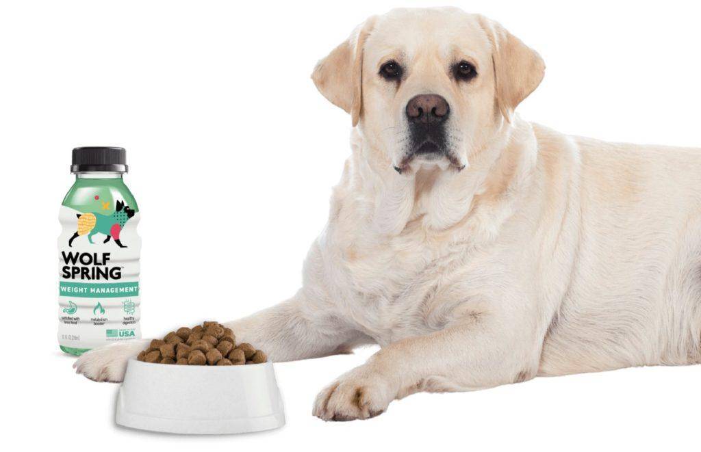 Weight management supplements for dogs, supplements for weight loss for dogs