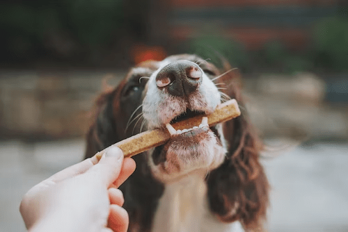 Dog eating dog biscuit, dog treats from separation anxiety, should i treat a dog when i leave
