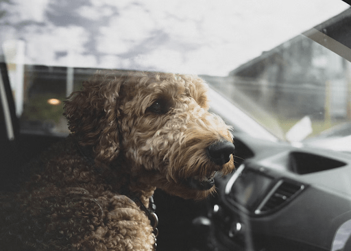 Stressed dog watching outside of the car, dog overstressed in car rides