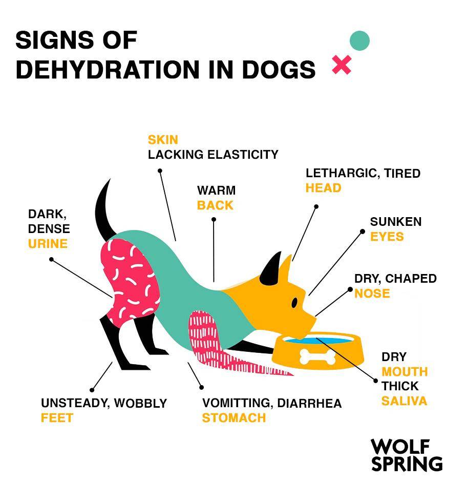 Different signs of dehydration in dogs, signs of dog's dehydration, how to cure dehydrated dog, why my dog is thirsty 