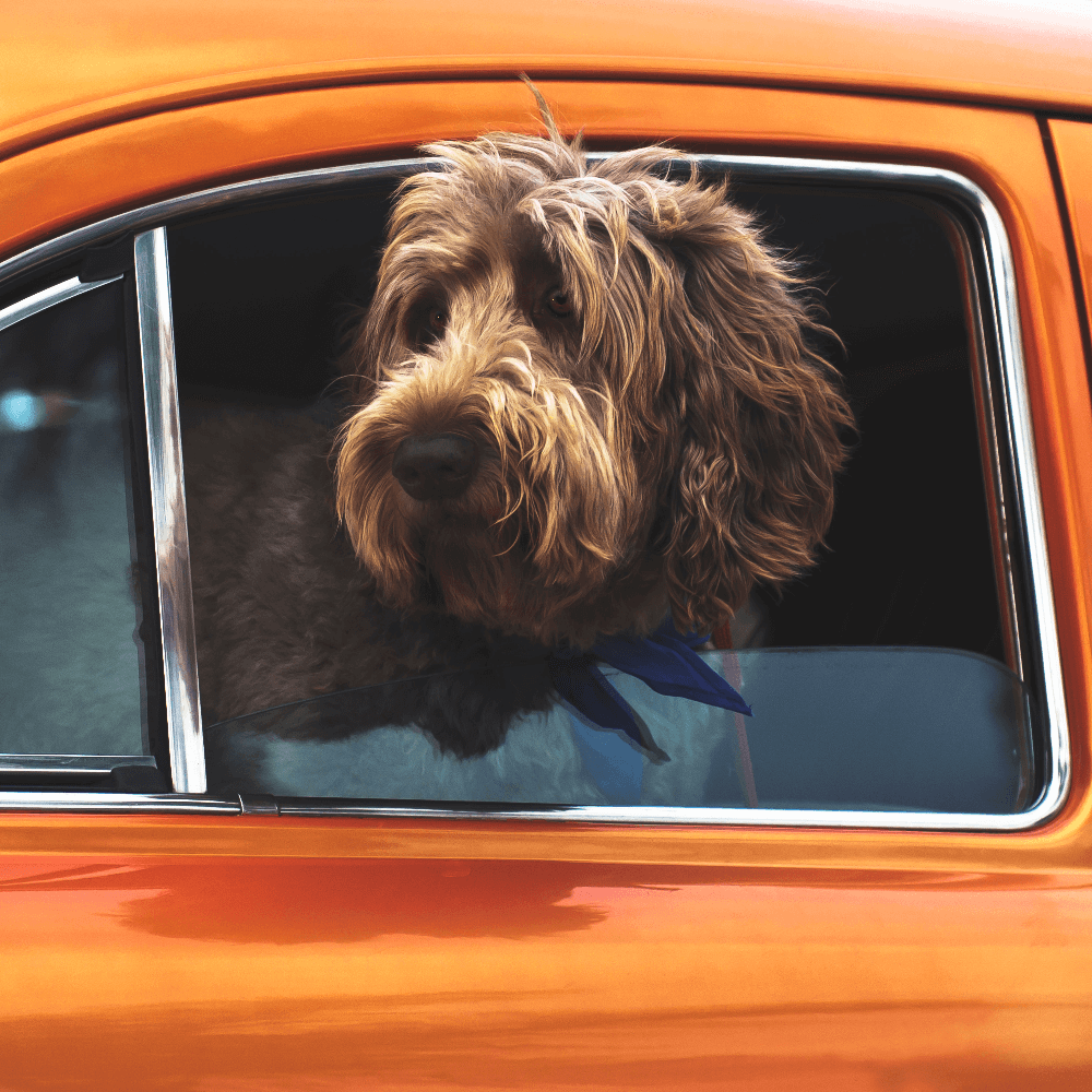 Sick dog looking outside of the car, dog car anxiety, how to handle car anxiety in dogs