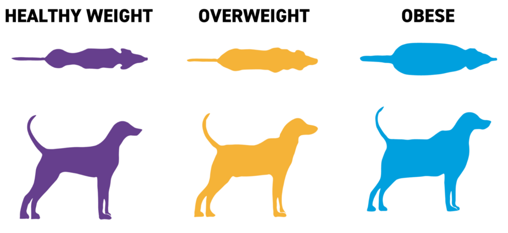 Dogs weight Chart, dog overweight chart, overweight dog, underweight dog, healthy weight of the dog