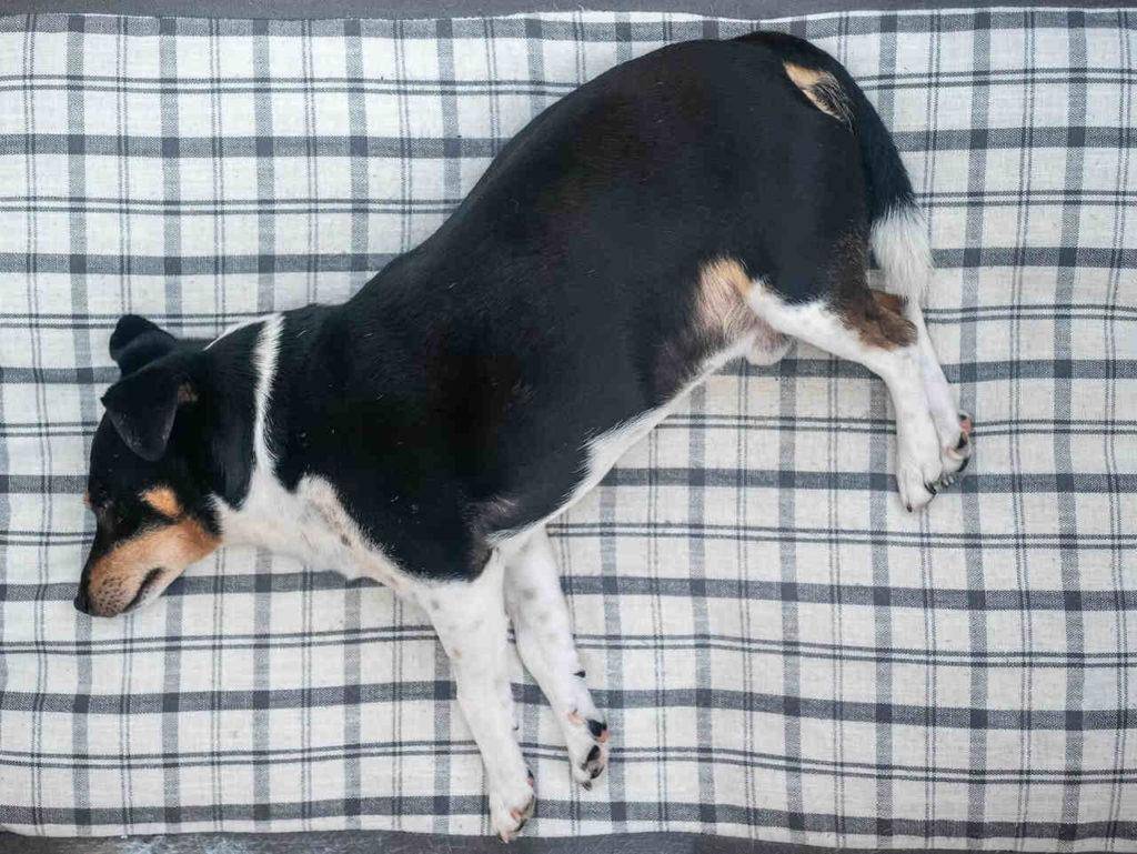 Overweighted black and white color dog sleeping on bed, reasons for dogs being overweight