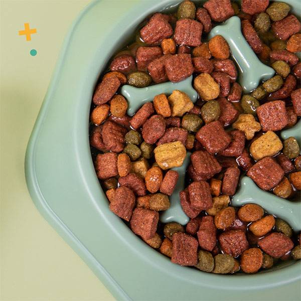 Best Slow Feeder Bowl for Dogs
