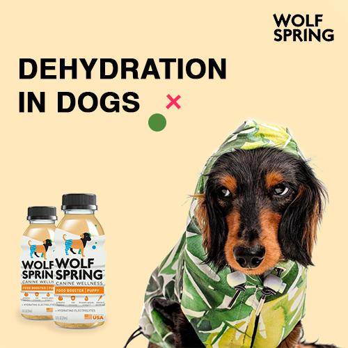 dehydration in dogs, signs of dehydration in dogs, how to cure dehydration in dogs
