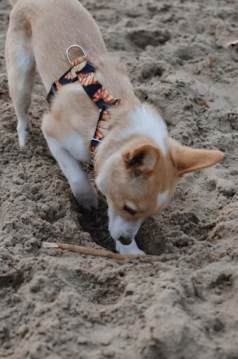 destructive dog behaviour, dog digging a whole