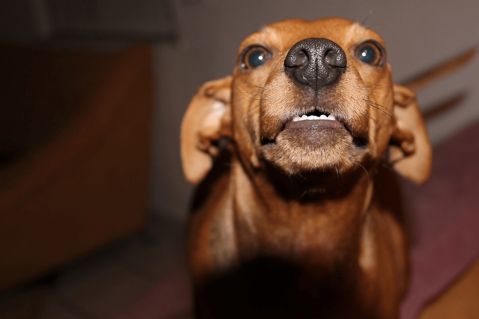 Dog growling or showing discomfort, signs of dog being stressed