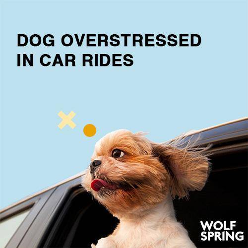 dog overstressed in car rides, dog car anxiety