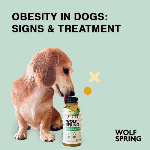 obesity in dogs, overweight dogs, how to identify obese dog, how to help dog lose weight