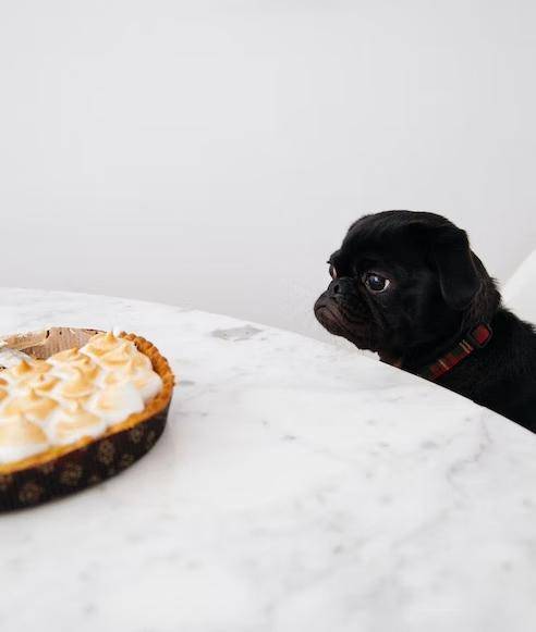 Black Pug looking at the food, how to help your dog lose weight, dogs diets