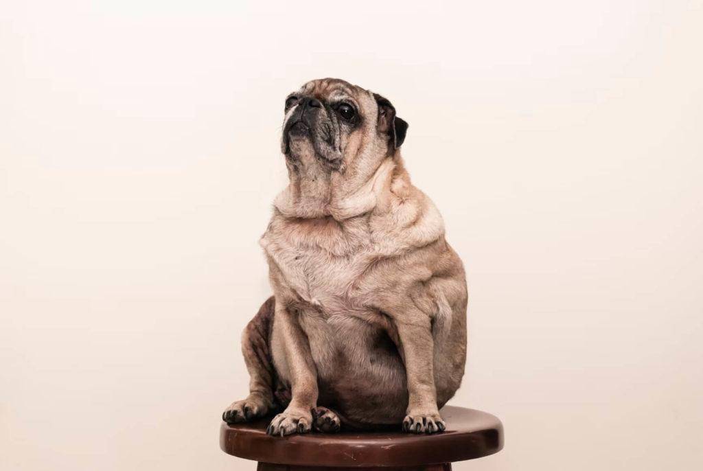 Overweight Pug, overweight dog 