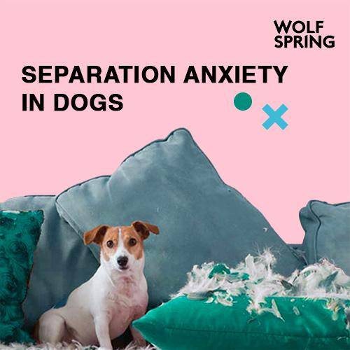 separation anxiety in dogs, how to treat separation anxiety in dogs