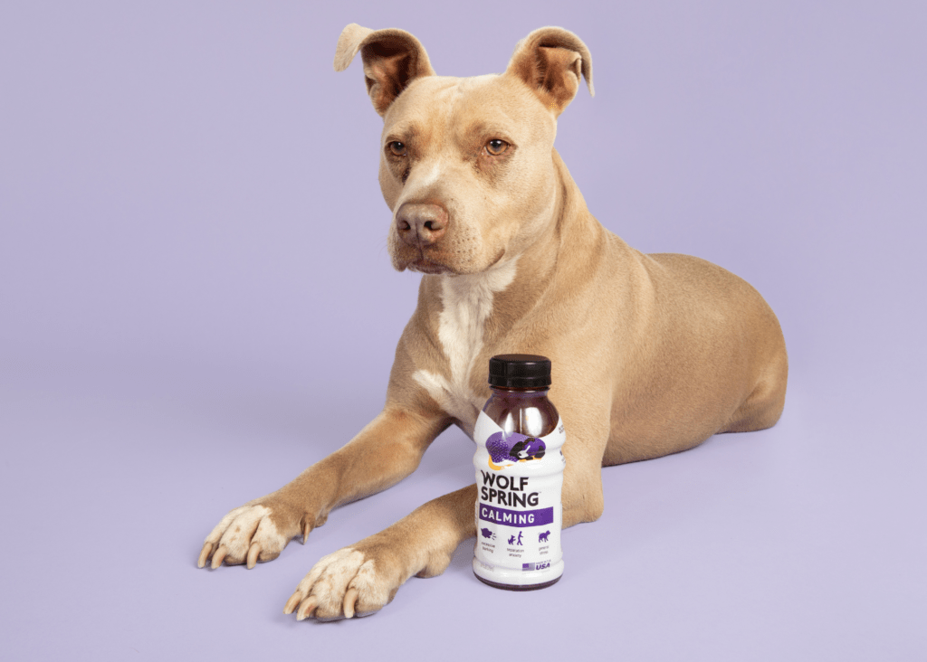 best separation anxiety treatment for dogs, calming supplements for dog, anxiety treatment for dogs, anxiety supplements for dogs