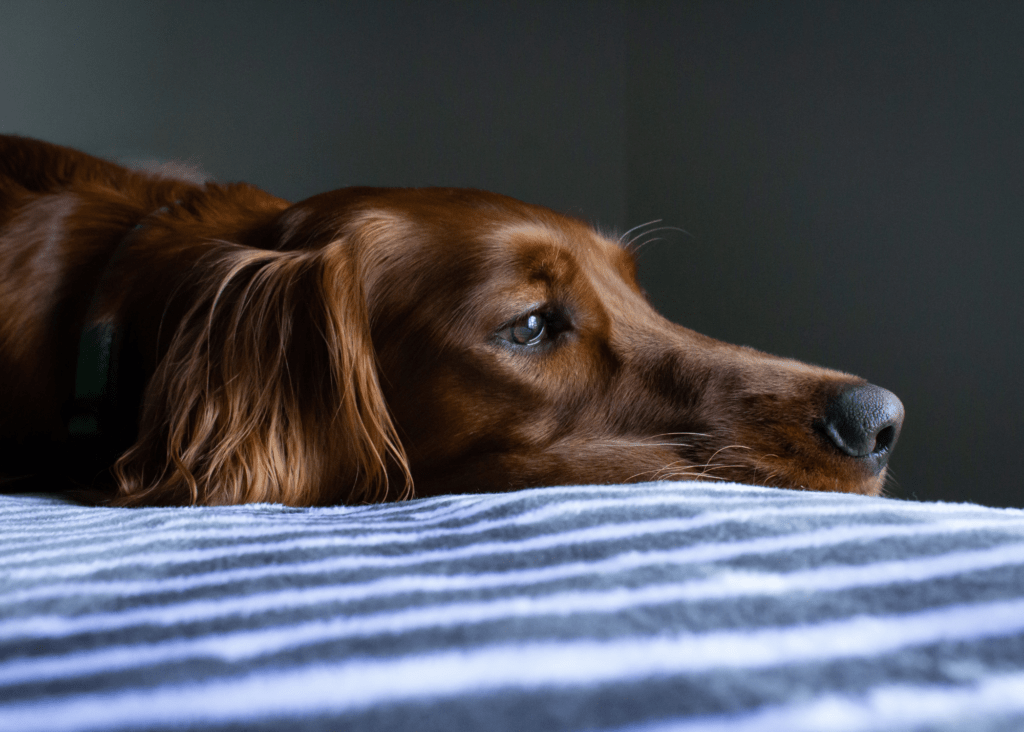 how to calm anxious dog
what is dog anxiety