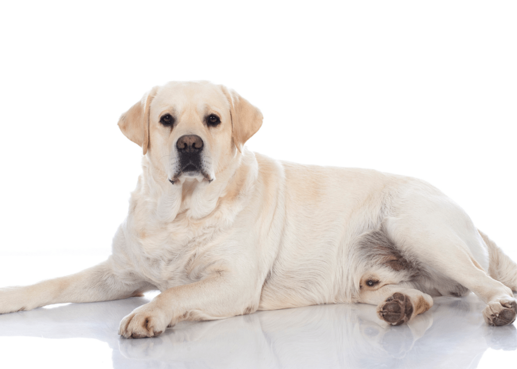 obesity in dogs, is y dog obese?, obese labrador