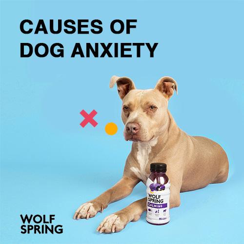 causes of anxiety in dogs, causes of dog anxiety, how to treat dog anxiety