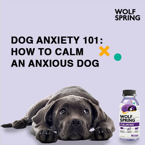 dog anxiety, how to calm anxious dog, why my dog is anxious or stressed