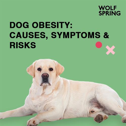 dog obesity, obesity in dogs, casuses, symptoms, risks