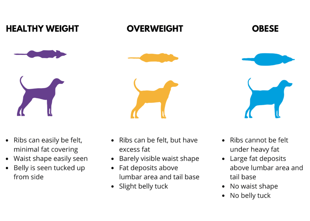 dog weight chart, is my dog overweight