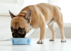 healthy dog diet, weight loss dies for dogs,weight loss supplements for dogs