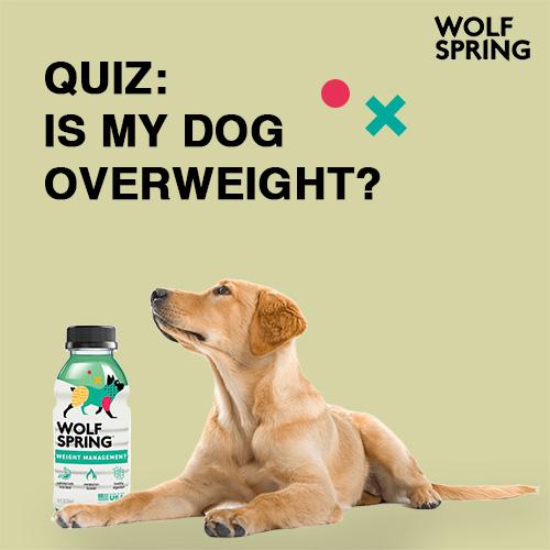 is my dog overweight? is my dog fat, quizz