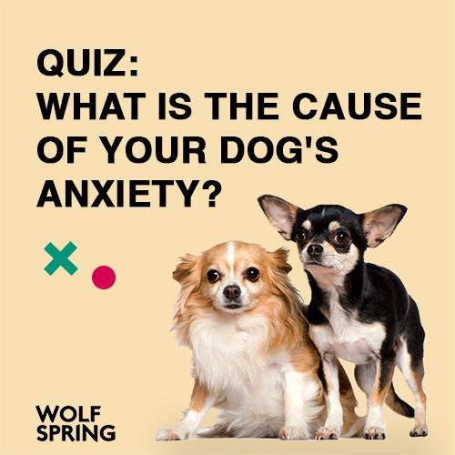 what is the cause of my dog's anxiety, does my dog has separation anxiety quiz, does my dog has general anxiety quiz
